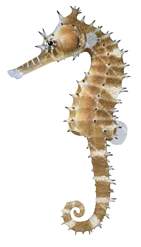 Thorny Seahorse,Hippocampus histrix with a curled tail, spiny textured body, and long snout with a mottled brown, white colouring body.