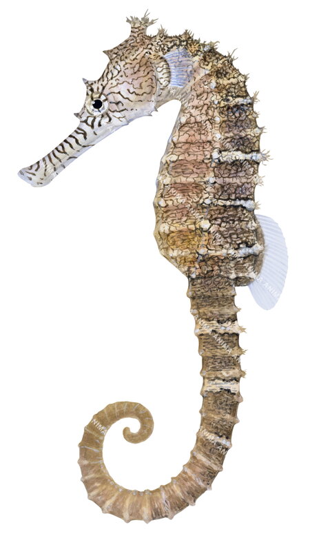 accurate illustration of the West Australian Seahorse with a curled tail, spiny textured body, and long snout with small crown-like protrusions on its head and back.