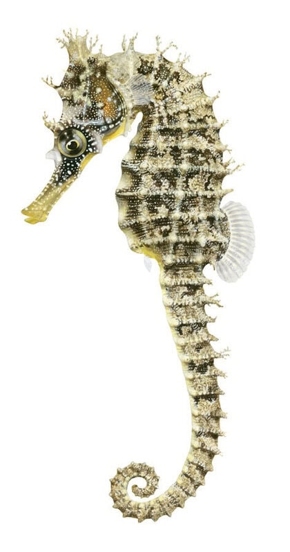 Museum quality print of the iconic White Seahorse on Archival paper by Roger Swainston.