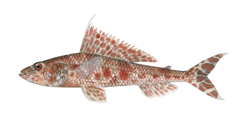 A realistic illustration of the Sergeant Baker-1,Hime purpurissatus on white background, side view.