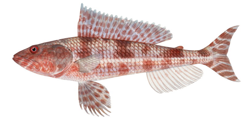 High quality scientific illustration of the Sergeant Baker,Hime purpurissatus on white background, side view.
