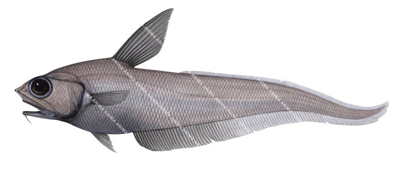 Scientific illustration of the Serrulate Whiptail,Coryphaenoides serrulatus,side view. Its body is mainly grey with big eyes.