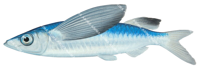 A detailed illustration of a Sharpchin Flyingfish,Fodiator acutus displayed against a white background. Blue colour.