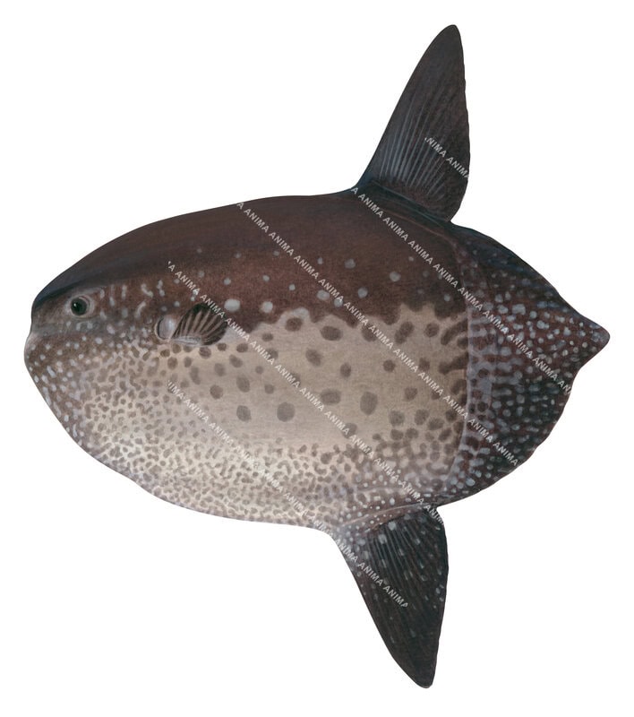 Fish illustration of a Sharptail Sunfish, side view on white background, molted brown, beige colouring.