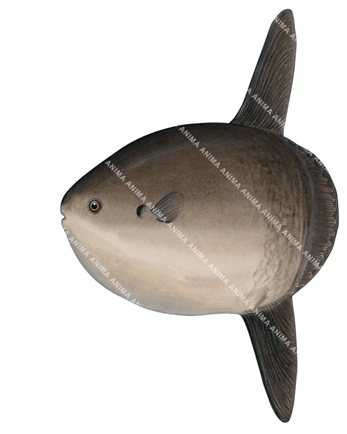 An illustration of the Short Sunfish on white background, side view.