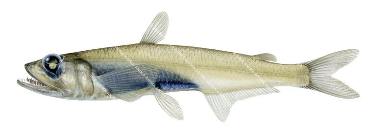 Scientific fish illustration of the Shortfin Pearleye,Scopelarchus analis on white background.It has tubular eye directed upward.