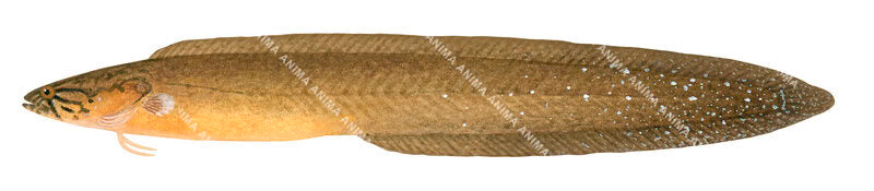 illustration of the Shortfin Snake Blenny, Ophiclinops brevipinnis