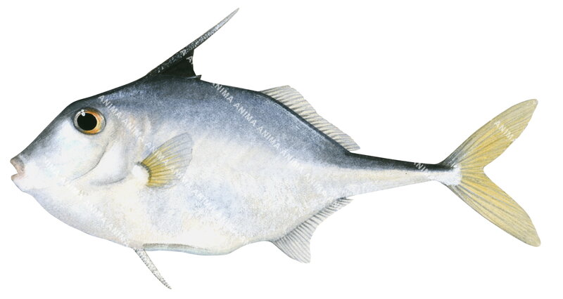 An illustration of the Shortnose Tripodfish on white background, side view.