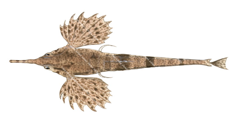 Acquality accurate illustration of a Slender Seamoth,Pegasus volitans showing the fish in dorsal view, white background, elongate body withmottled brown, beige colouring.