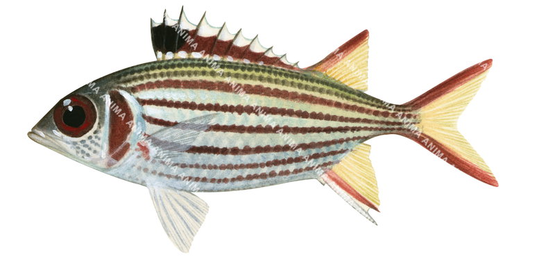 A close-up illustration of a Slender Squirrelfish,Neoniphon sammara showing the fish in profile with an elongated body, colourful body with stripes.