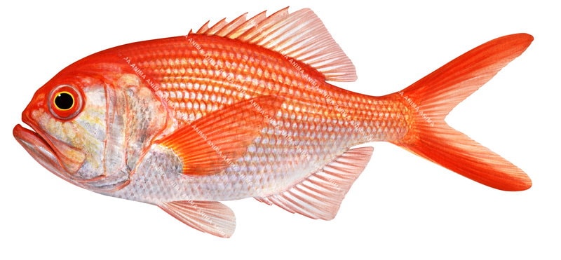 Fish illustration on white background of a Smalleye Redfish,Centroberyx sp.,lateral view, colourful.