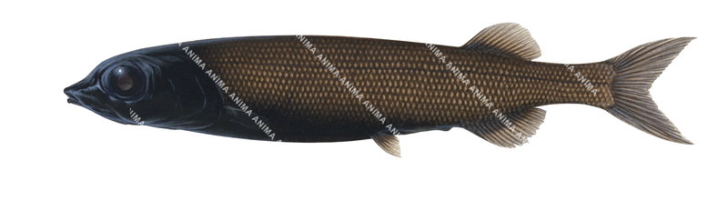A Scientific illustration of the Smallscale Slickhead,Alepocephalus australis,lateral view, colourful.