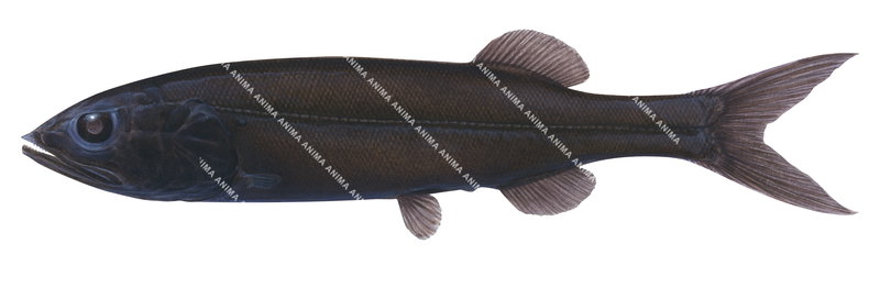 A detailed illustration of a Smallscale Tubeshoulder,Maulisia microlepis on white background, side view, brown and black colour.