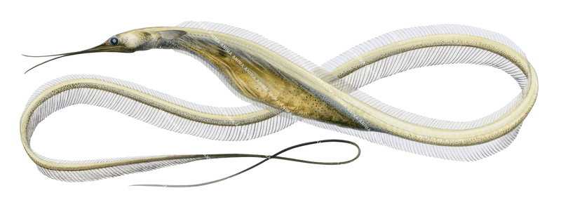 High quality illustration of the Slender Snipe Eel,Nemichthys scolopaceus