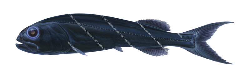 A Scientific illustration of the Softskin Slickhead,Rouleina attrita,lateral view, colourful.