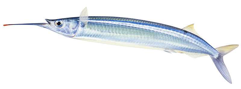 An accurate illustration of the Southern Garfish shown in profile against a white background, the fish is swimming. Side view, mainly body with different blue colours.