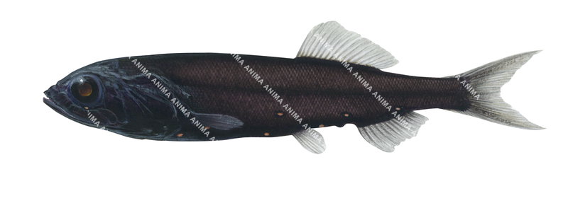 A detailed illustration of a Spangled Tubeshoulder Persparsia kopua on white background, side view, brown and black colour.