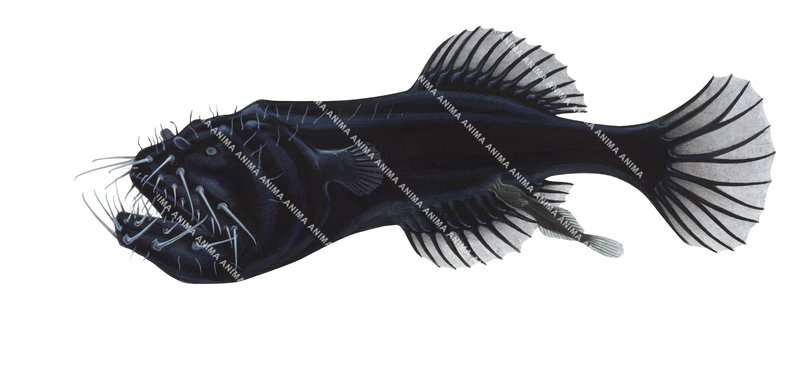 A fish illustration on white background of Spiny Seadevil,Neoceratias spinifer, side view, black colour.