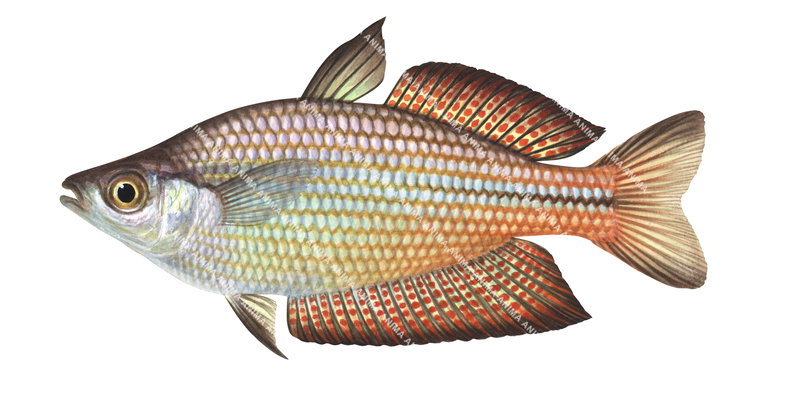 A very colourful illustration of the Splendid Rainbowfish,Melanotaenia splendida,lateral view. This fish has a small mouth.
