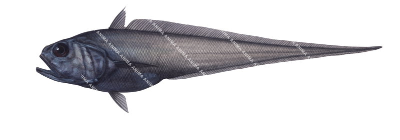 Scientific illustration of the Spongy Rat Tail Bathygadus spongiceps,lateral view. The fish body is dark grey with a big eye.