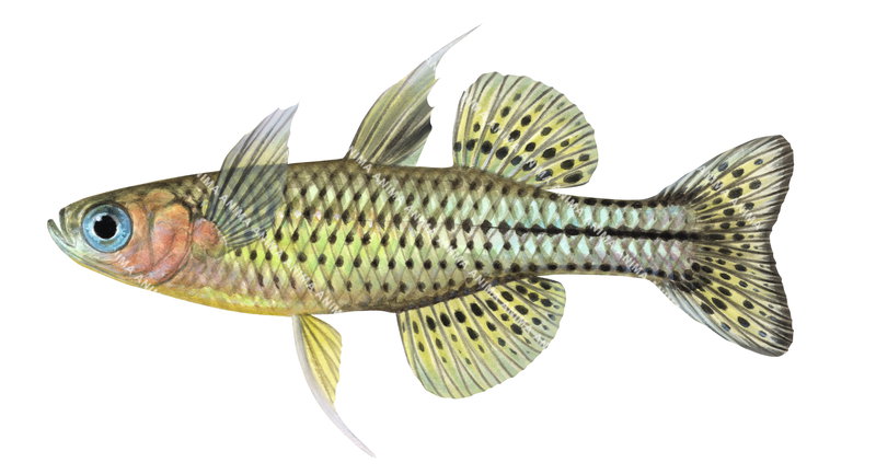 A realistic high quality illustration of the Spotted Blue-eye on white background,side view and very colourful.