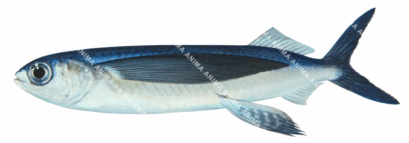 Scientific illustration of the Spotted Flyingfish,Cypselurus callopterus,side view, colourful.