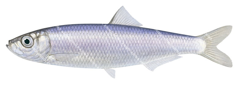 accurate illustration of Australian Sprat,Sprattus novaehollandiae,on white background and clipping path, side view.