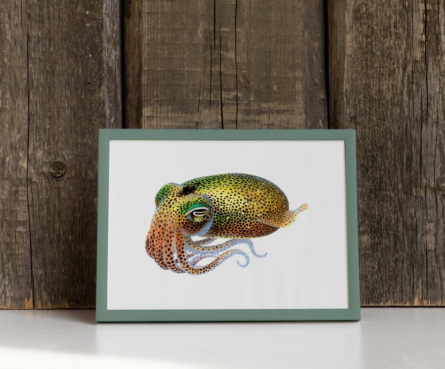 Frame Size S Fine Art print of the gorgeous Dumpling Squid by Roger Swainston