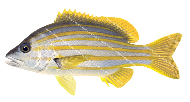 A detailed illustration of a Stripey Snapper on white background, side view with grey colour head, yellow stripes and bright yellow fins painted by Roger Swainston.