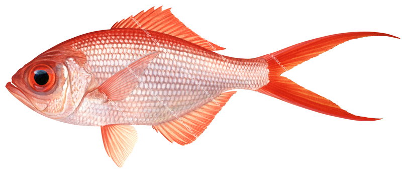 A detailed illustration of a Swallowtail,Centroberyx lineatus showing the fish in profile on white background, silvery-red body colour and large eyes.