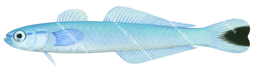 Accurate illustration of the Tailspot Dartgoby with its elongate body mainly blue sky with a black spot on its tail.
