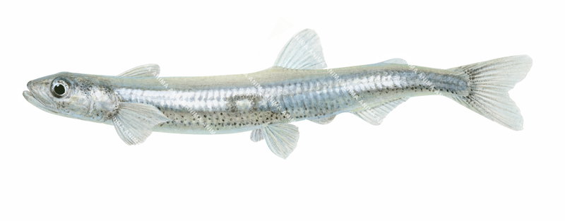 A close-up illustration of a Tasmanian Whitebait,Lovettia sealii, alive position on white background, mostly white and blue colour with dark spots.