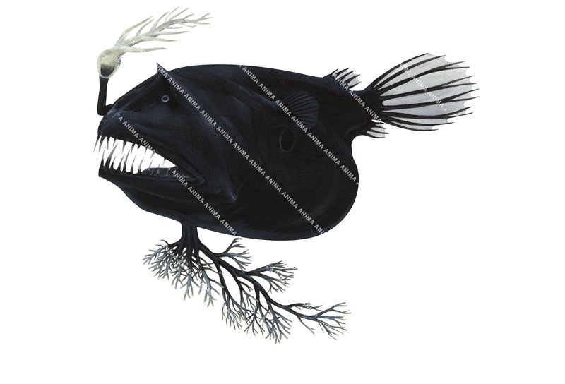 A fish illustration on white background of the Thick-branch Angler,Linophryne densiramus,lateral view and few long, curved fangs.