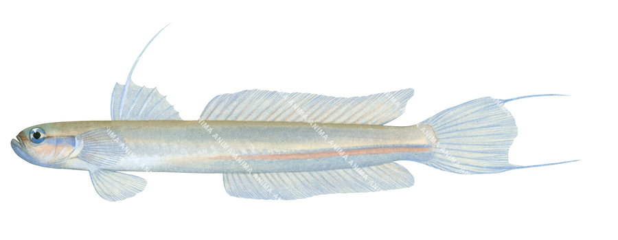 A marine image of the Threadtail Dartgoby on white background, side view.