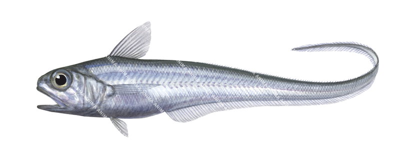 A fish illustration on white background of the Toothed Whiptail,Lepidorhynchus denticulatus,lateral view, colourful.