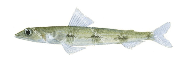 Fish illustration on white background of the Triplecross Lizardfish,Synodus macrops,side view, colourful.