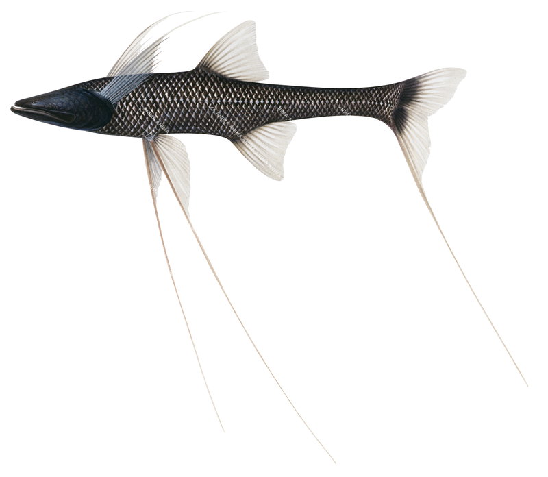 Scientific illustration of a Tripod Spiderfish,Bathypterois grallator. It has the long ventral and caudal fin rays used as a tripod. Its body is black and white colouring.