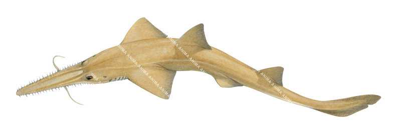 Realistic marine image of the Tropical Sawshark,Pristiophorus delicatus, swimming, dorsal view.