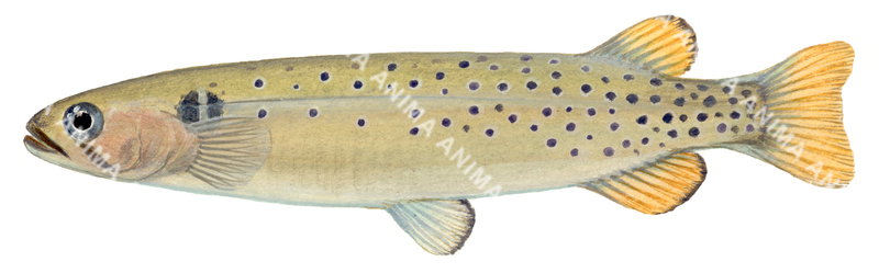An illustration of the Trout Galaxias,Galaxias truttaceous on white background, Side view,colouful.