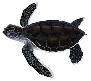 Fine Art print of the gorgeous Green Turtle by Roger Swainston.