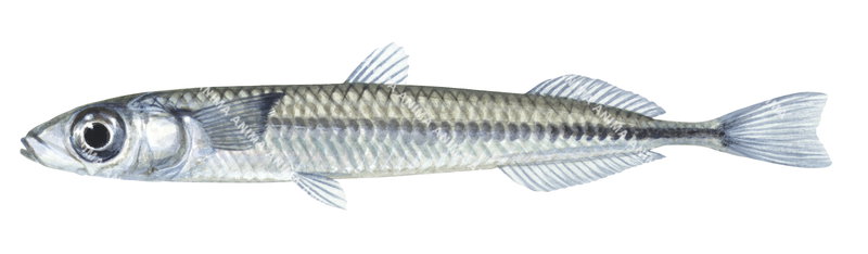A realistic illustration of the Tusked Silverside,side view, colourful.