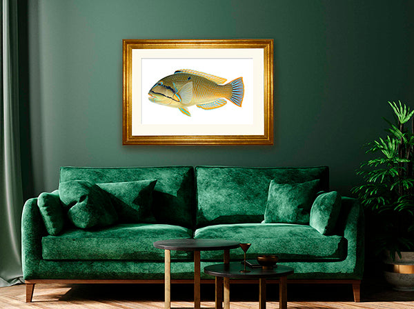 Framed Bluespotted Tuskfish