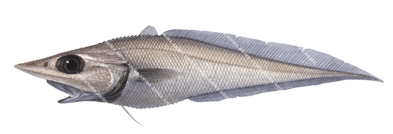 Scientific illustration of the Unicorn Whiptail,Trachyrinchus longirostris,lateral view, colourful.