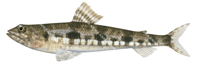 A fish illustration on white background of the Variegated Lizardfish,Synodus variegatus, side view, colourful.