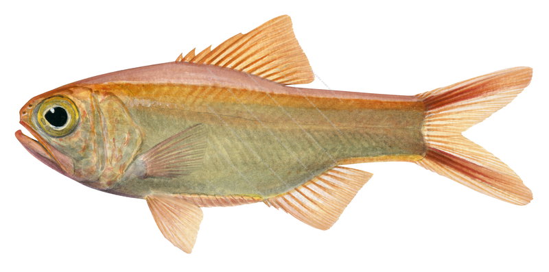 Fish illustration on white background of the Violet Roughy,Optivus agastos,side view, colourful.
