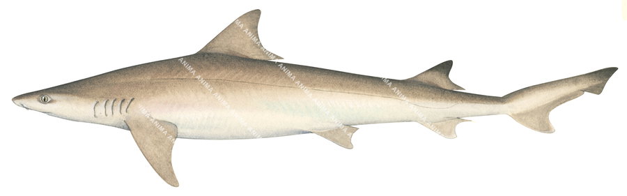 Illustration of the Weasel Shark,Hemigaleus microstoma, side view.