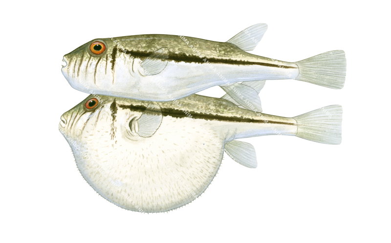 Two accurate illustrations of the Inflated and normal Weeping Toadfish on white background, both side view.