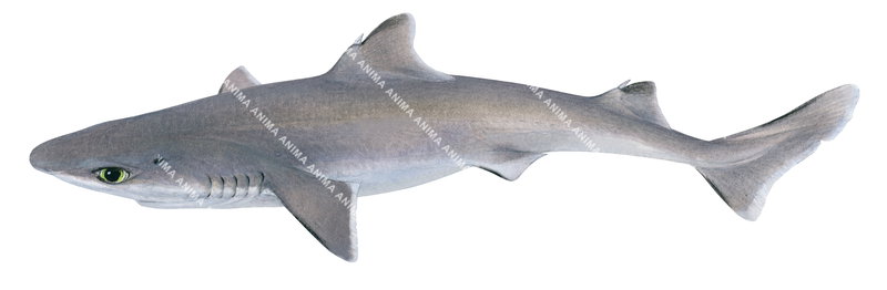 Illustration of the Western Gulper Shark,Centrophorus westraliensis