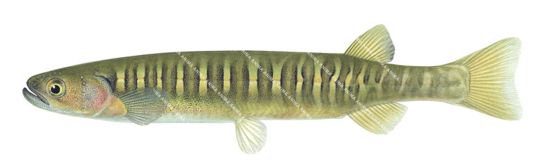 Fish illustration on white background of the Western Minnow,Galaxias occidentalis,side view, colourful.