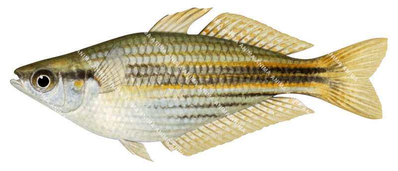 An accurate illustration, side view of the Western Rainbowfish ,lateral view, colourful.